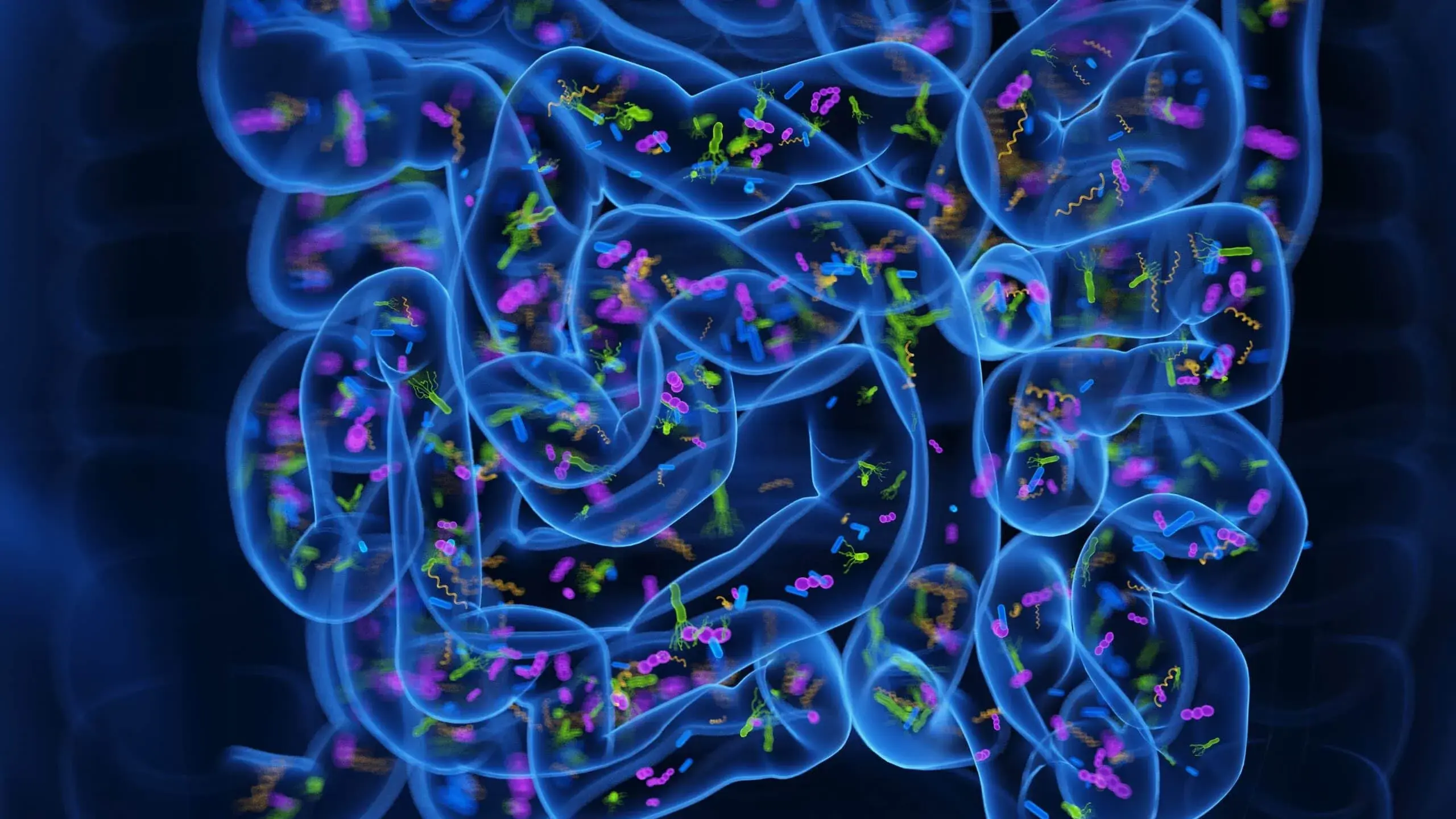 3d,rendered,medical,illustration,of,the,microbiome,of,the,small